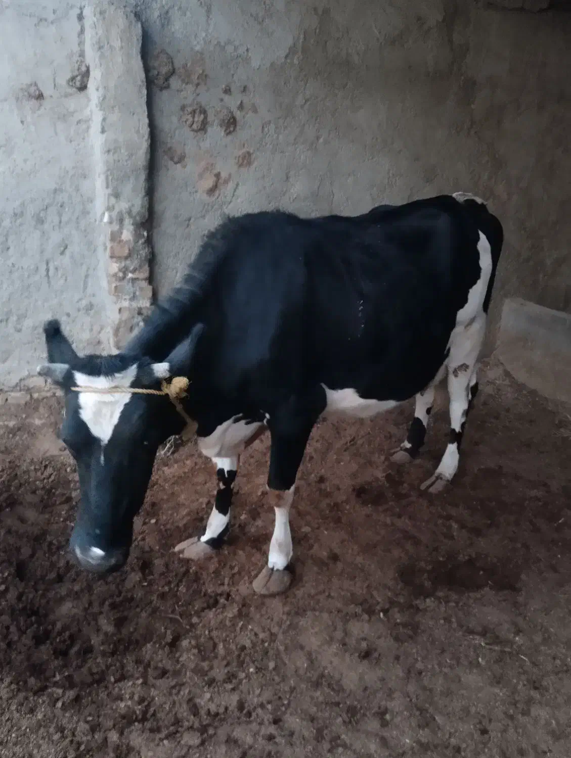 گاو ابست|حیوانات مزرعه|هیرمند, |دیوار