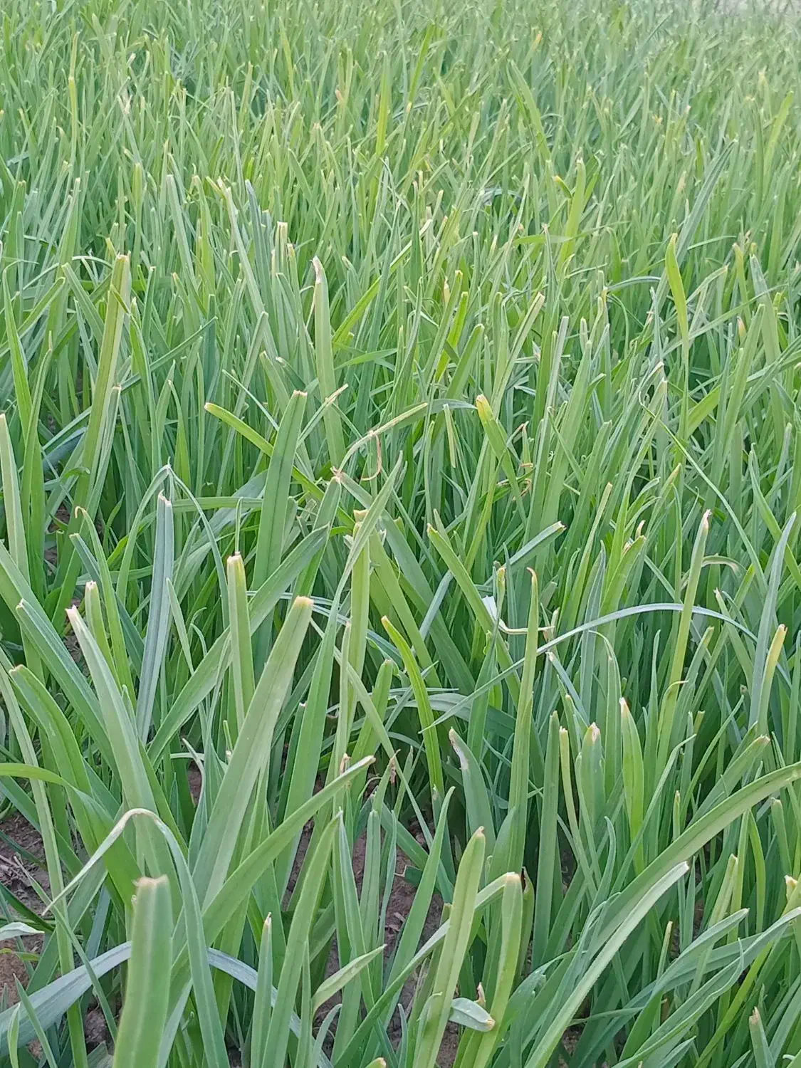 سبزی خورشتی رامهرمز|خوردنی و آشامیدنی|اصفهان, دانشگاه اصفهان|دیوار