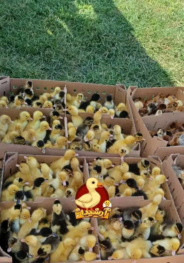 ارزان شدمرکز پخش جوجه اردک آرشیدا آستانه اشرفیه|حیوانات مزرعه|آستانه اشرفیه, |دیوار