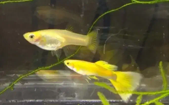 گوپی مولی پلاتی آنجل زبرا کالرنعون لجن خارآکواریوم|ماهی|تهران, امام زاده حسن|دیوار