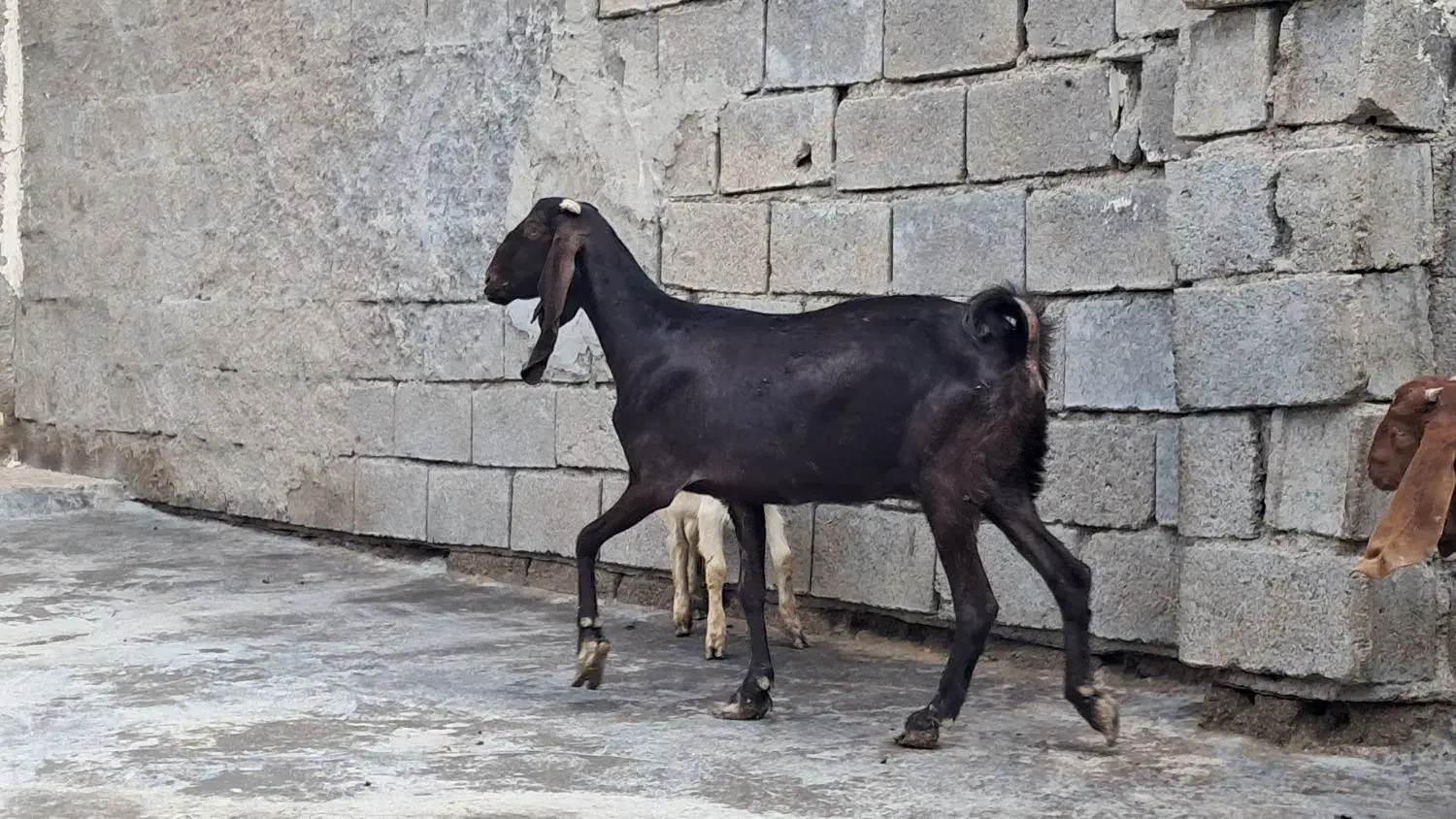 بز  افغانی|حیوانات مزرعه|بندر ماهشهر, |دیوار