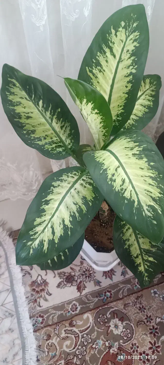 گل دیفن باخی|گل و گیاه طبیعی|کرمانشاه, |دیوار