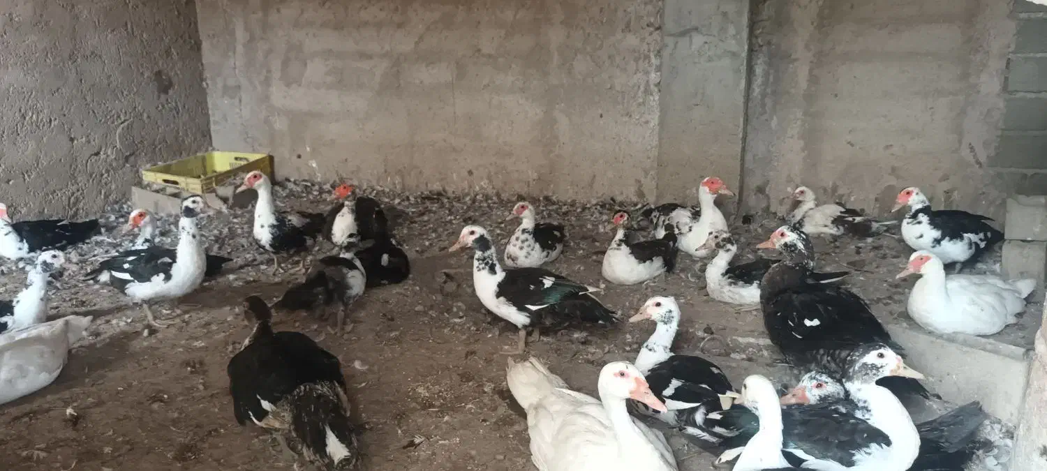 فروش اردک روسی یا اسرائیلی، ۳۵ عدد|حیوانات مزرعه|کلاردشت, |دیوار