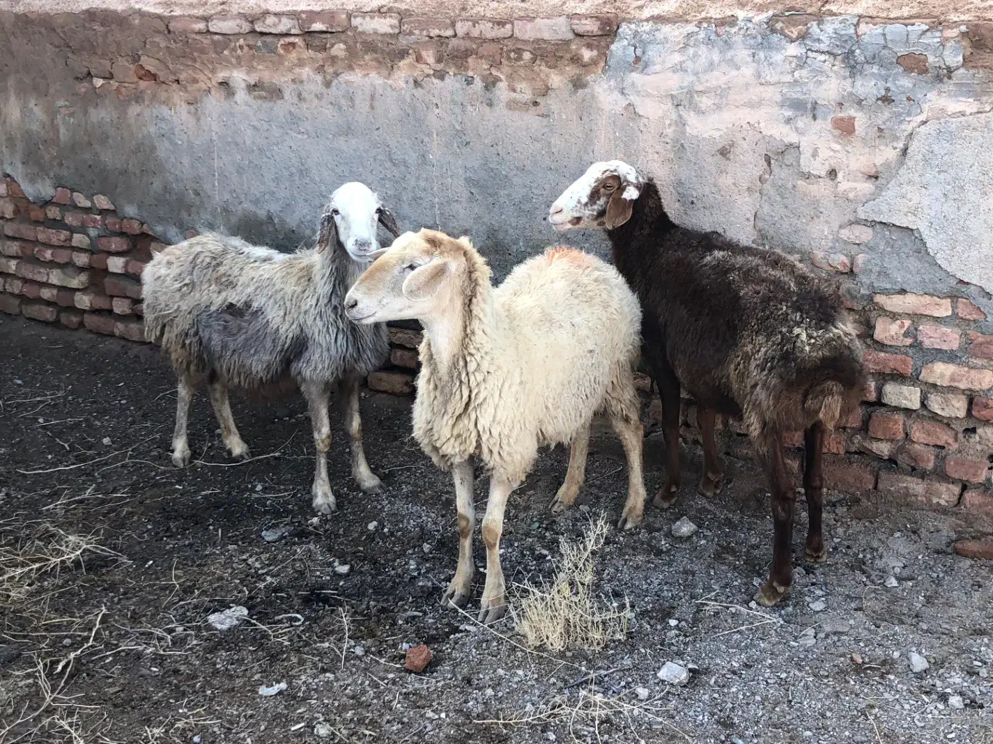 میش|حیوانات مزرعه|گناباد, |دیوار