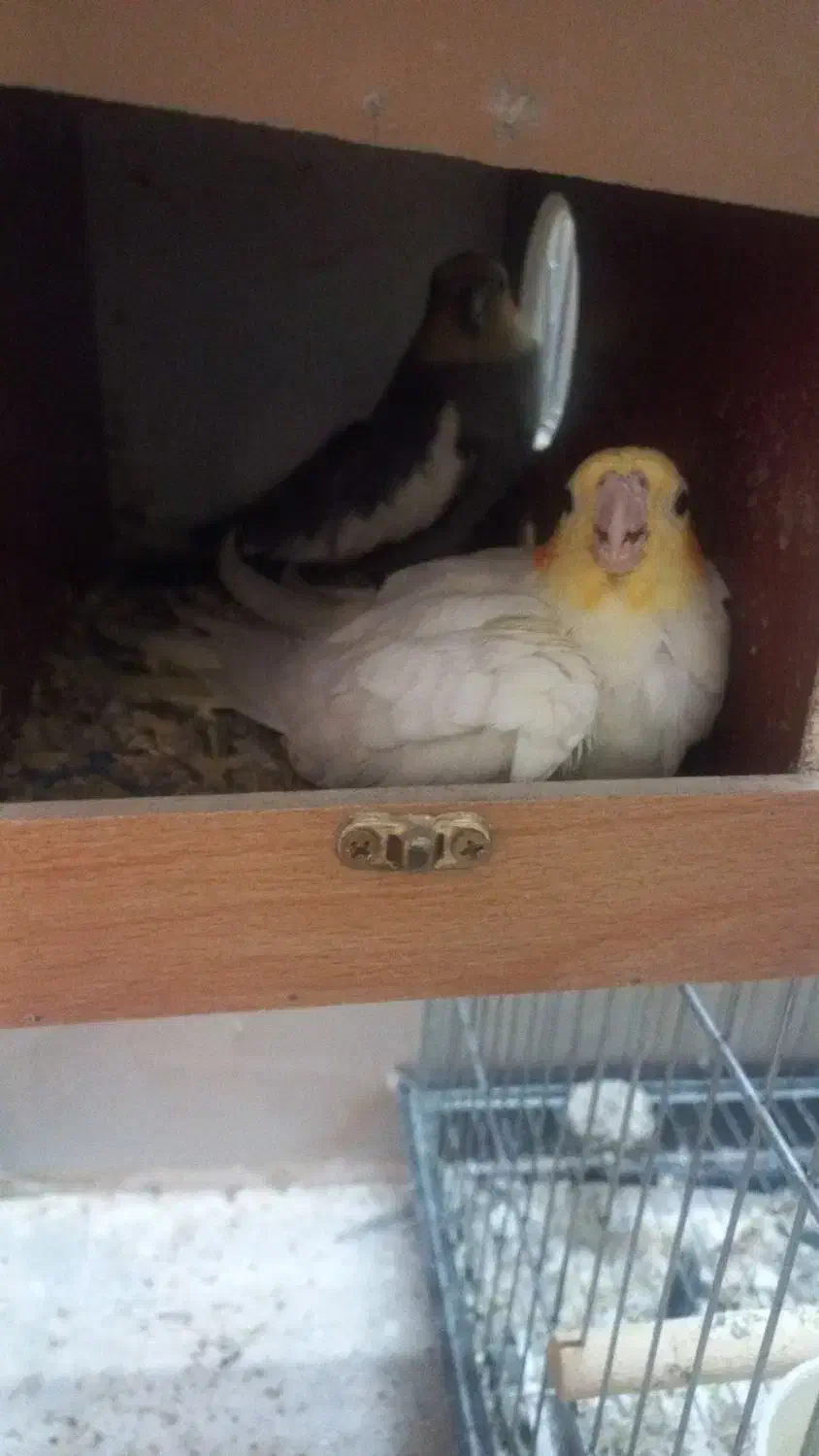 عروس هلندی جفت خورده|پرنده|کرج, آق تپه|دیوار