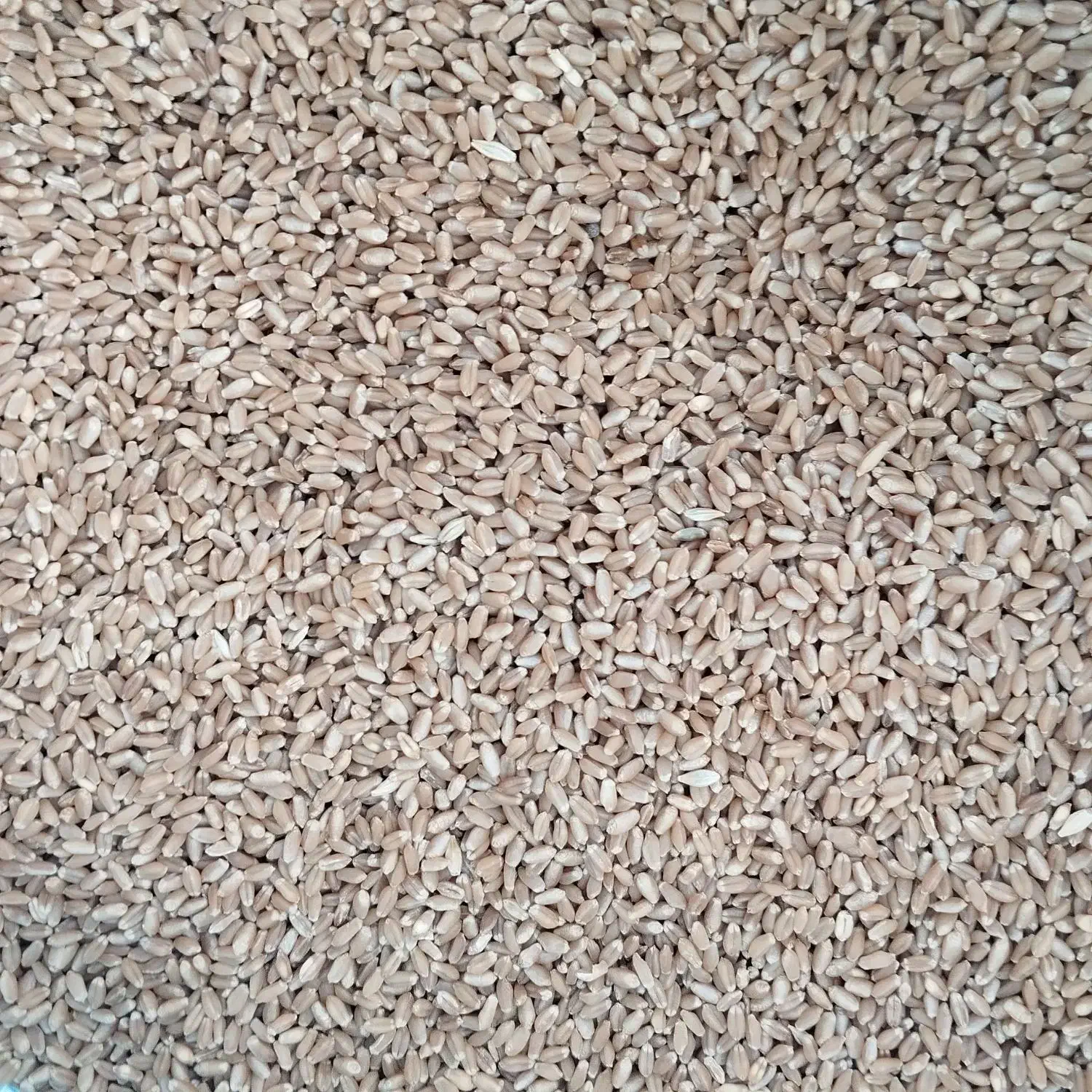 بذر گندم پیراگم|لوازم جانبی حیوانات|پارسآباد, |دیوار