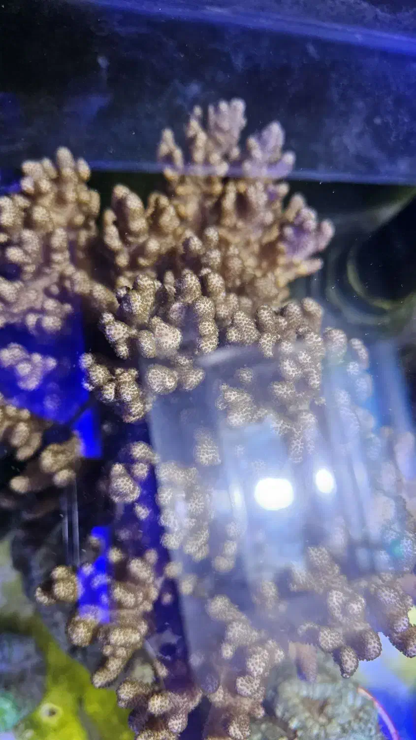 AB SHORسینولاریا آب شور و و  و|ماهی|تهران, جوادیه تهرانپارس|دیوار