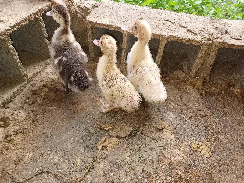 جوجه اردک خارجی|حیوانات مزرعه|جلین, |دیوار