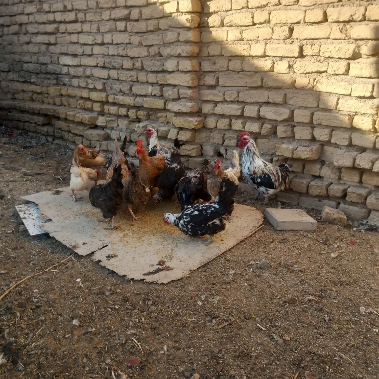 مرغ بومی تخم گذار|حیوانات مزرعه|شهرضا, |دیوار