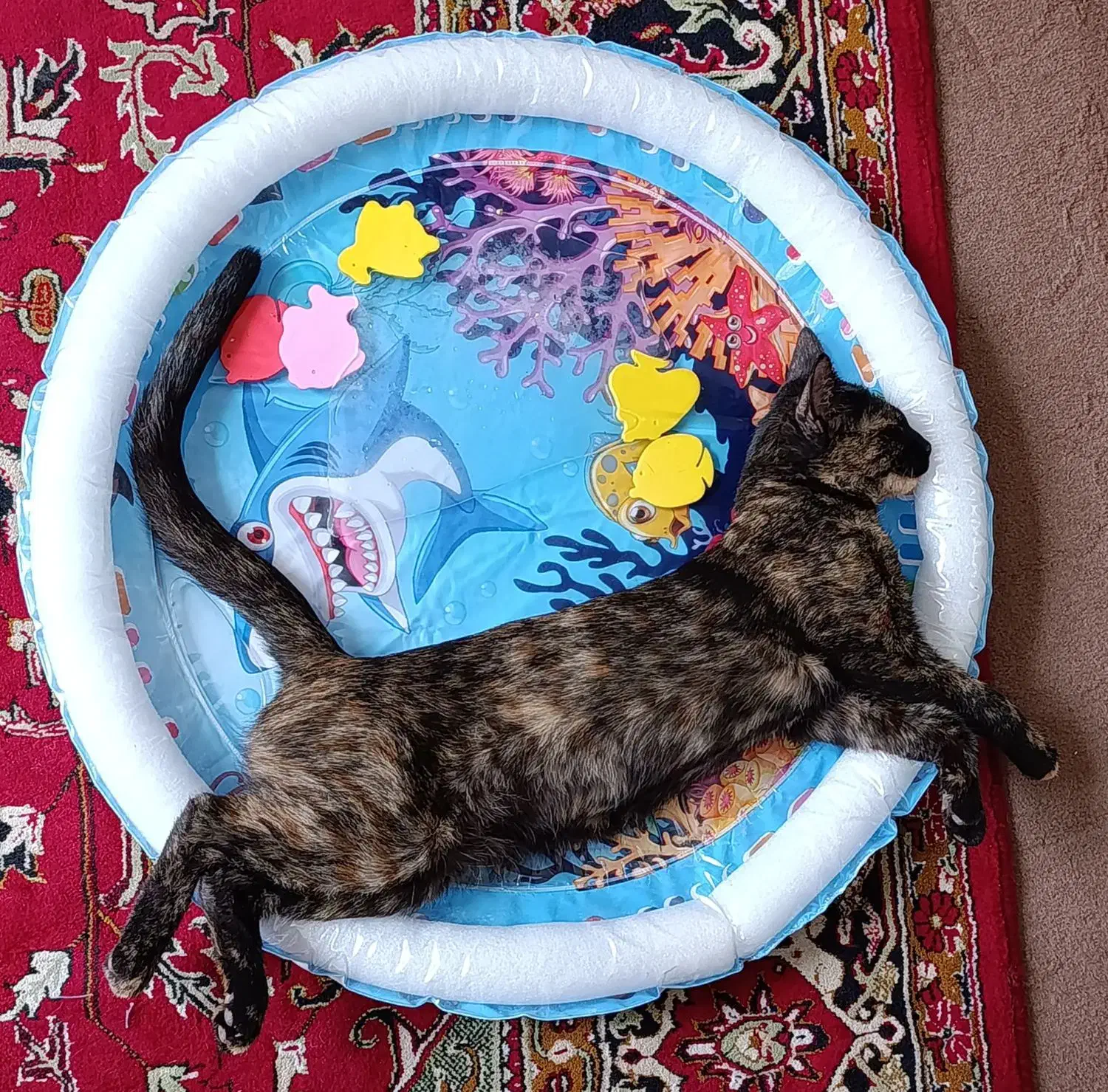 گربه گمشده ماده|حیوانات|تبریز, |دیوار