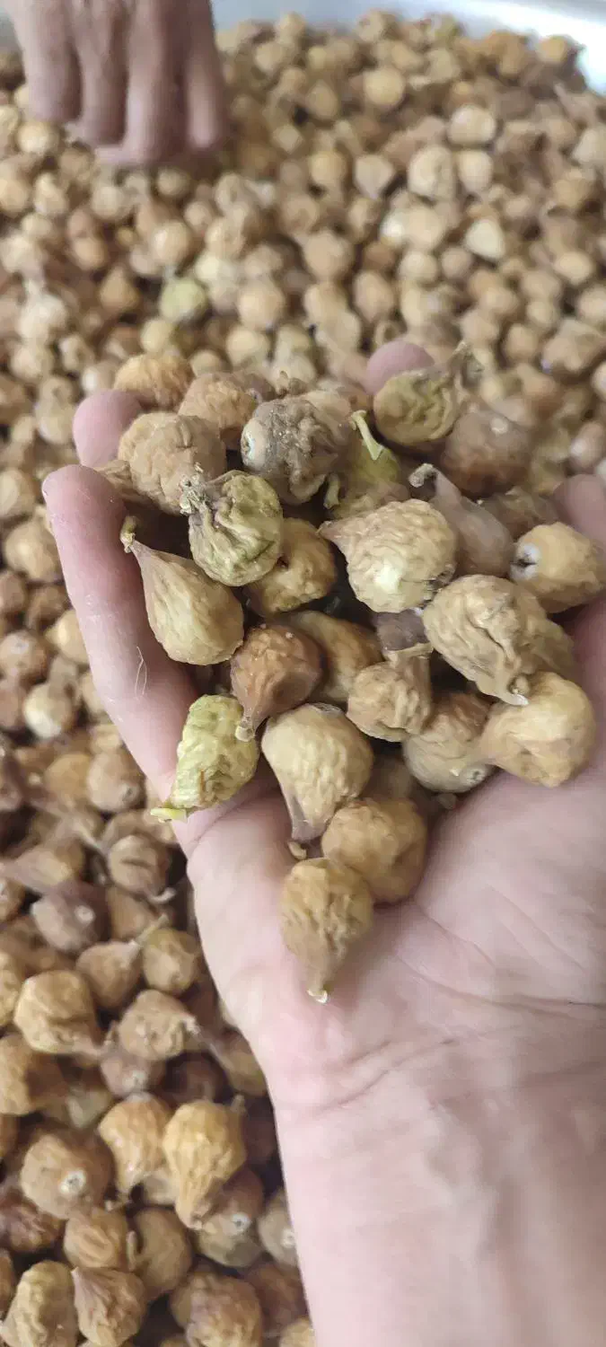 انجیر دیم گوشتی خوش طعم فقط مصرف کننده|خوردنی و آشامیدنی|شیراز, کوشک میدان|دیوار