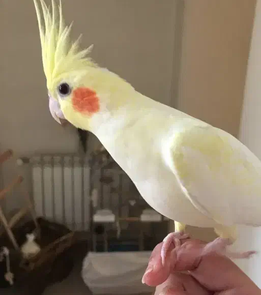 عروس هلندی گم شده|حیوانات|سپیدان, |دیوار