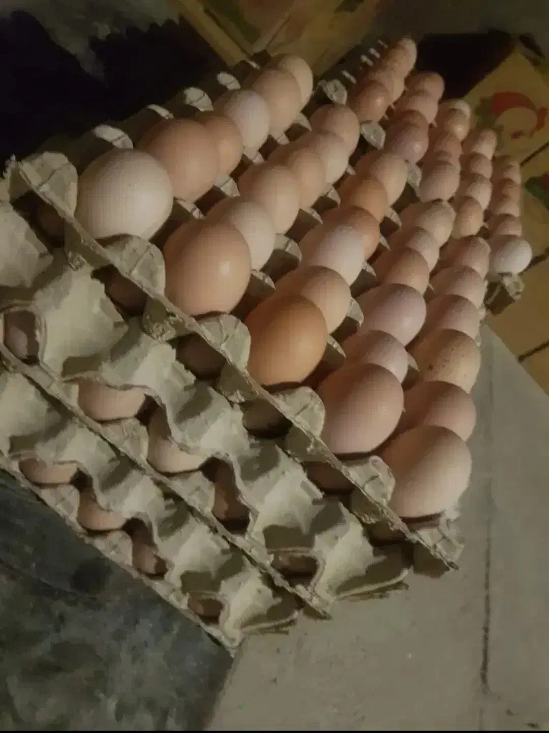 تخم مرغ محلی گلپایگانی|خوردنی و آشامیدنی|تهران, آشتیانی|دیوار