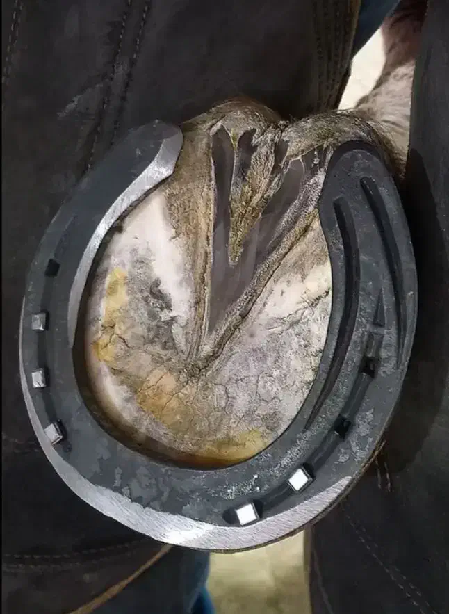 نعل بندی|اسب و تجهیزات اسبسواری|شریفآباد, |دیوار