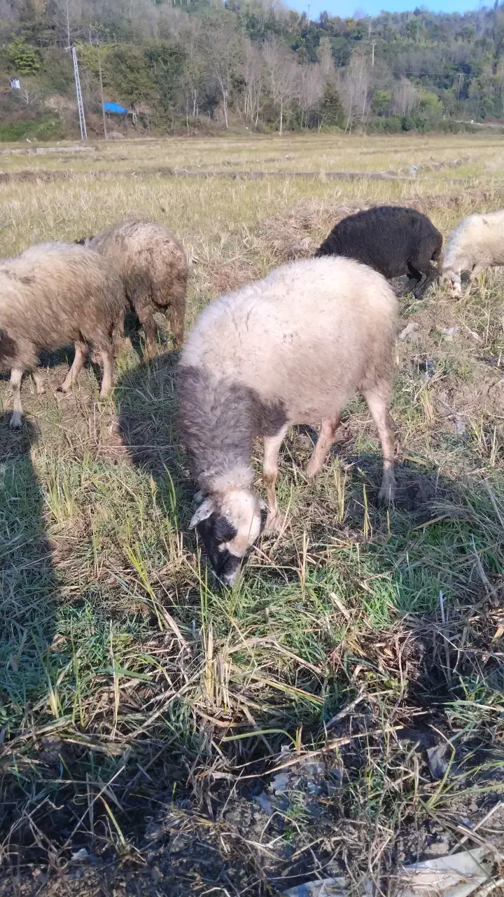 گوسفند ماده۶تا|حیوانات مزرعه|املش, |دیوار