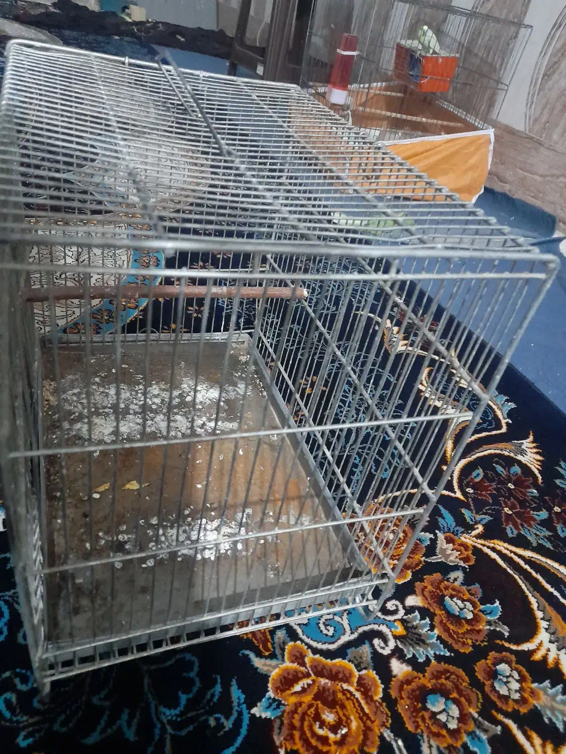 مرغ عشق مولد|پرنده|اندیمشک, |دیوار