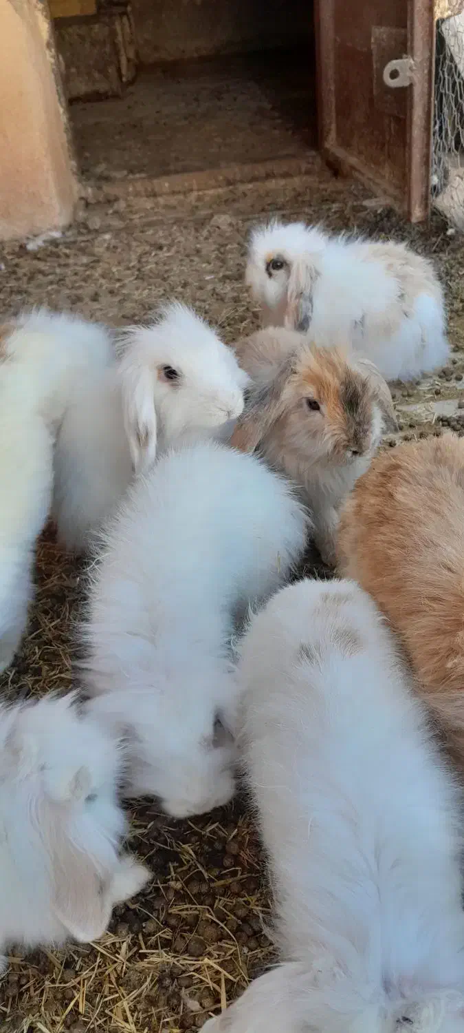 خرگوش لوپ|موش و خرگوش|رفسنجان, |دیوار