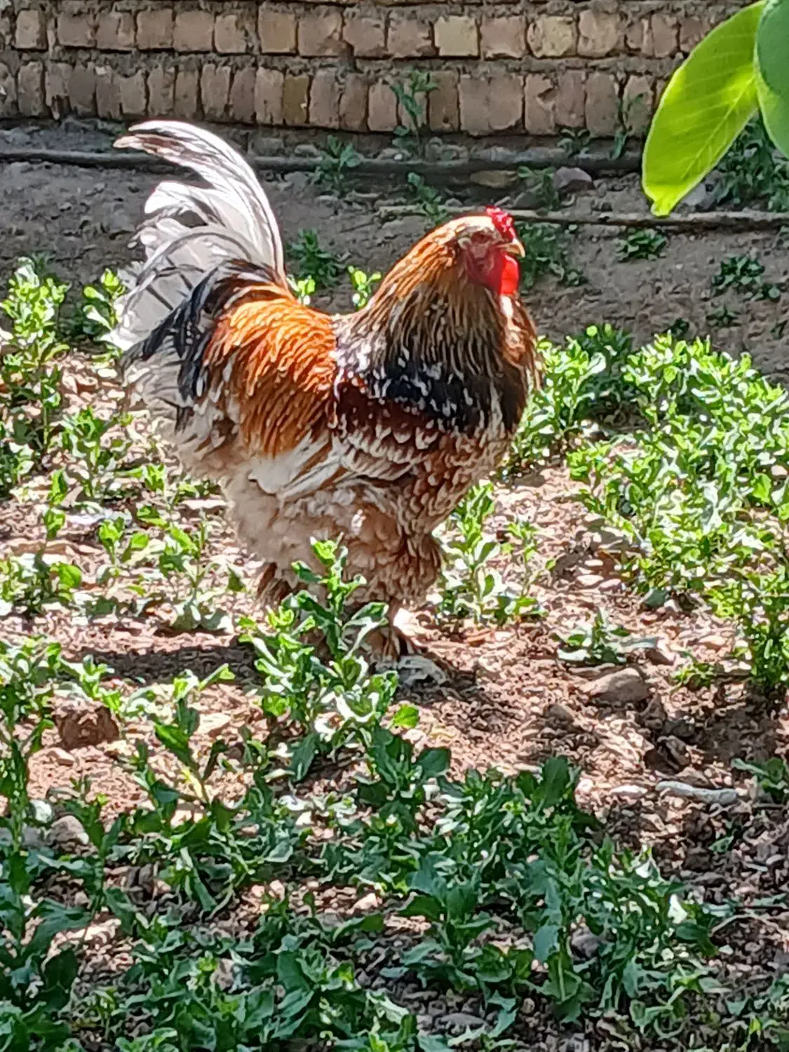 تخم نطفه دار برهمای اصیل|حیوانات مزرعه|قزوین, |دیوار