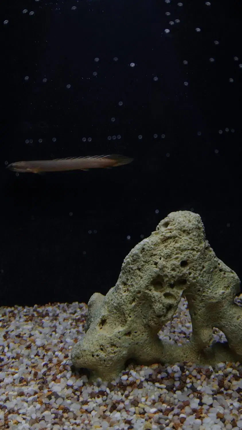 ماهی پولی|ماهی|خرمدره, |دیوار