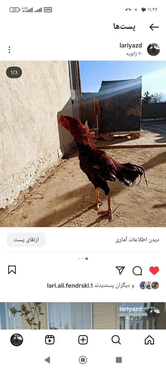 جوجه مرغ لاری اوشاموافغان|حیوانات مزرعه|یزد, |دیوار