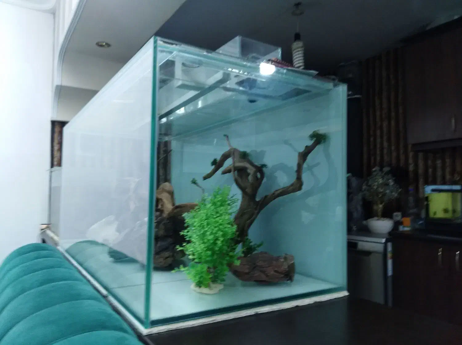 آکواریوم پلنت|ماهی|مشهد, امیریه|دیوار