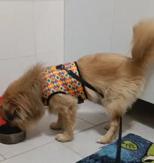 فروش سگ پامرانین نژاد پیکنوا|سگ|فردیس, قریشی|دیوار