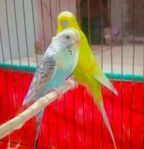 جفت مرغ عشق|پرنده|جیرفت, |دیوار