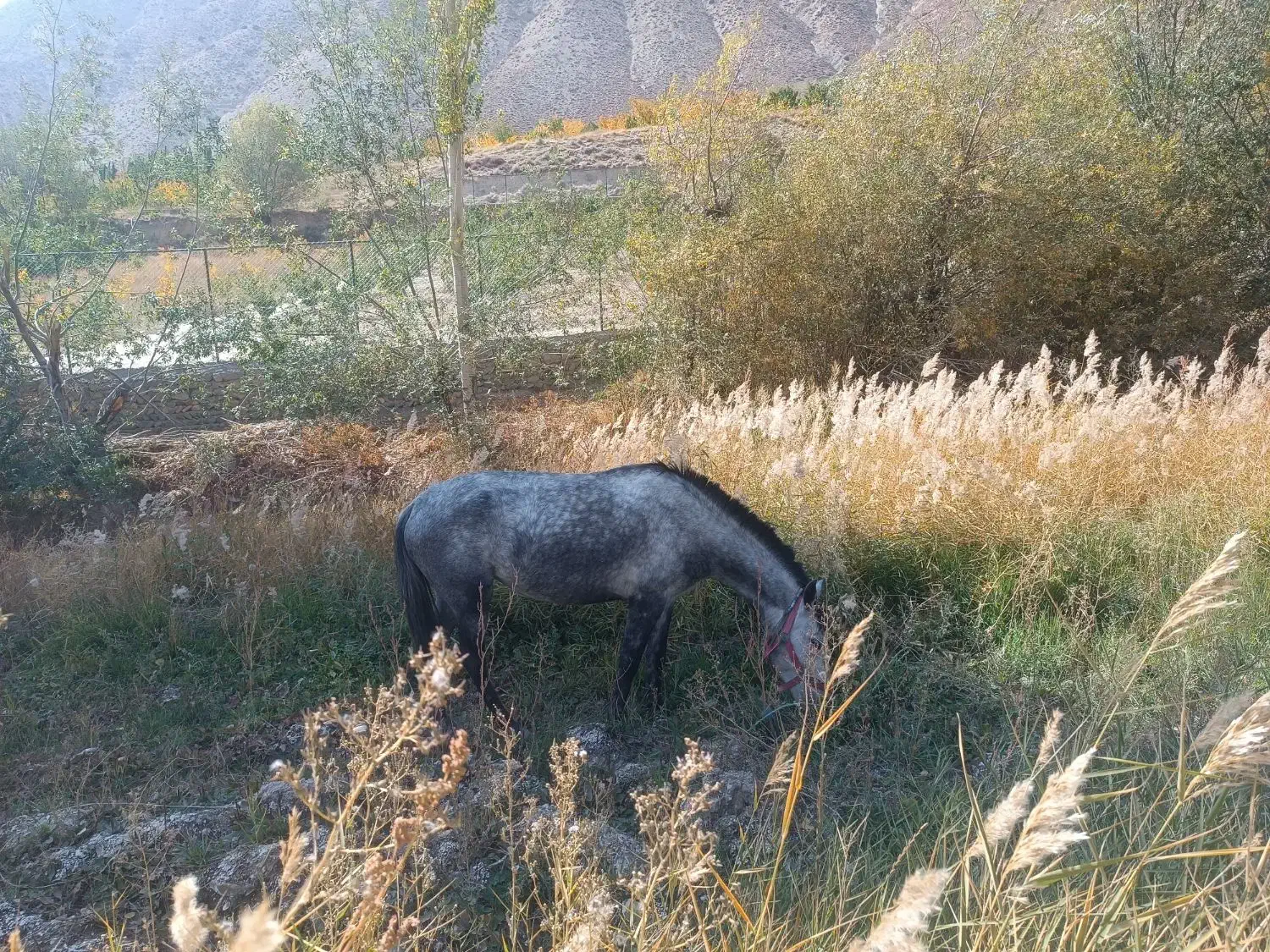 مادیان ۳سال|اسب و تجهیزات اسبسواری|شاهرود, |دیوار