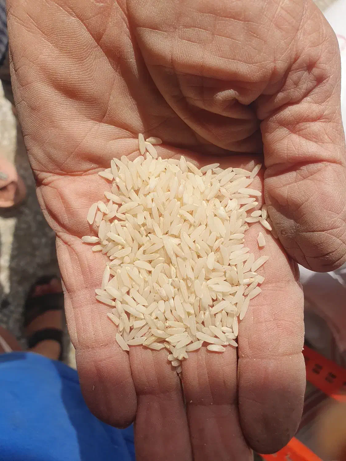 فروش فوری برنج طارم خالص اصل درجه یک|خوردنی و آشامیدنی|قائم‌شهر, |دیوار