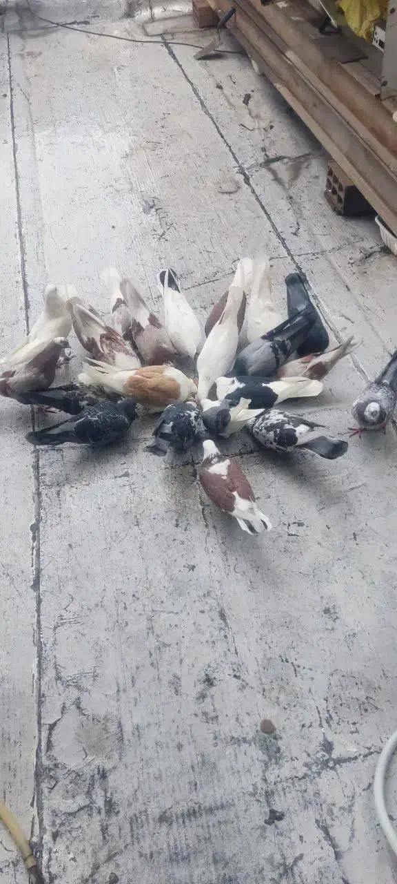 کبوتر|پرنده|ری, سیزده آبان|دیوار