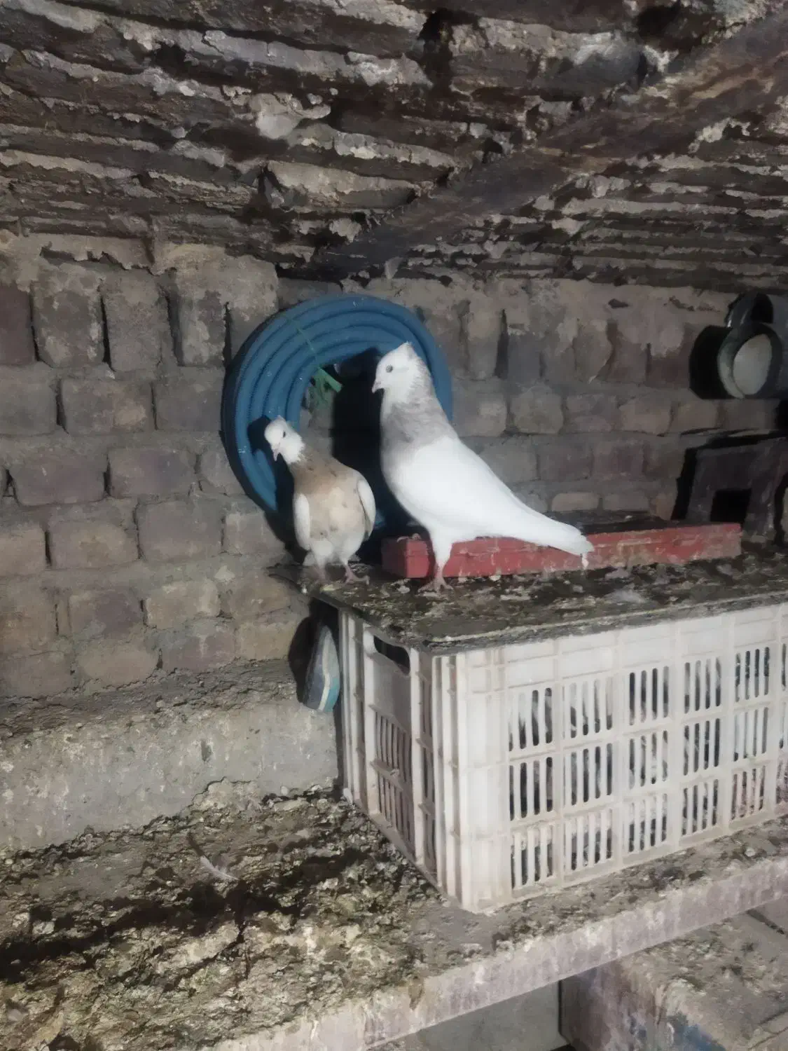 طوقی|پرنده|تویسرکان, |دیوار