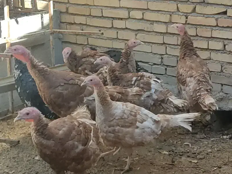 بوقلمون ۴ماه|حیوانات مزرعه|سمیرم, |دیوار