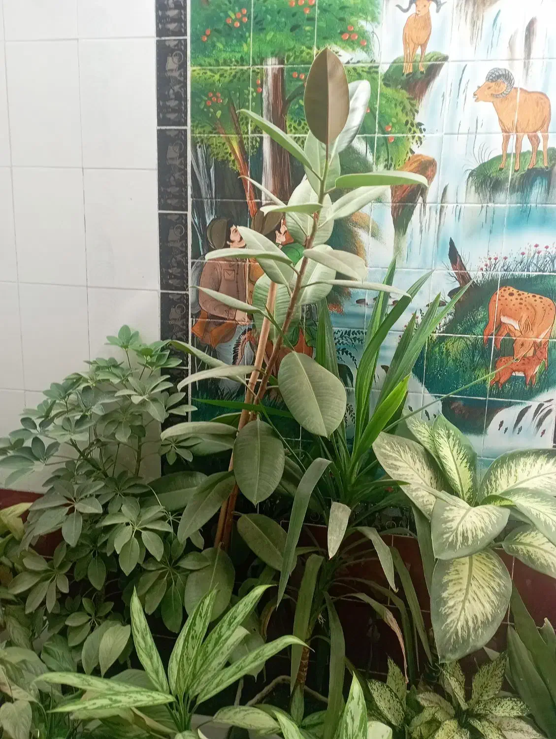 گل طبیعی|گل و گیاه طبیعی|یاسوج, |دیوار