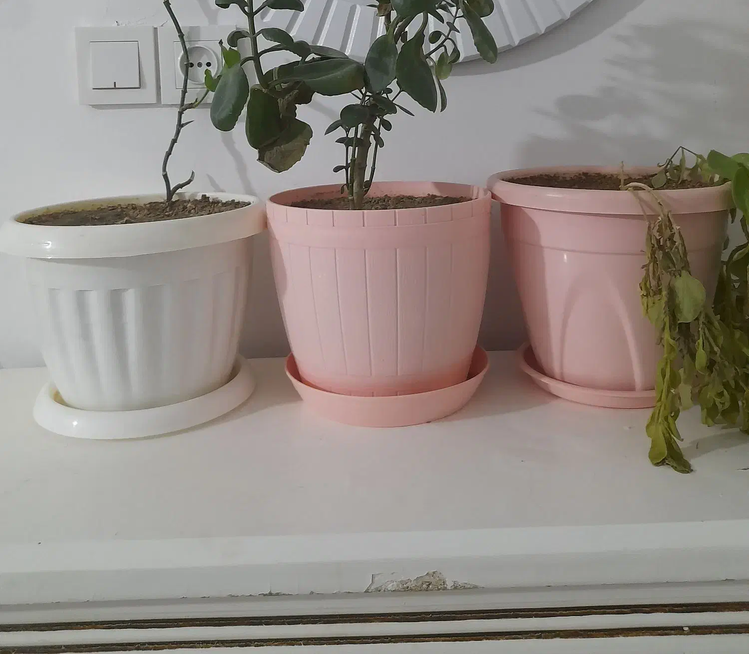 سه تا گلدان پلاستیکی|گل و گیاه طبیعی|مشهد, شهرک شهید باهنر|دیوار