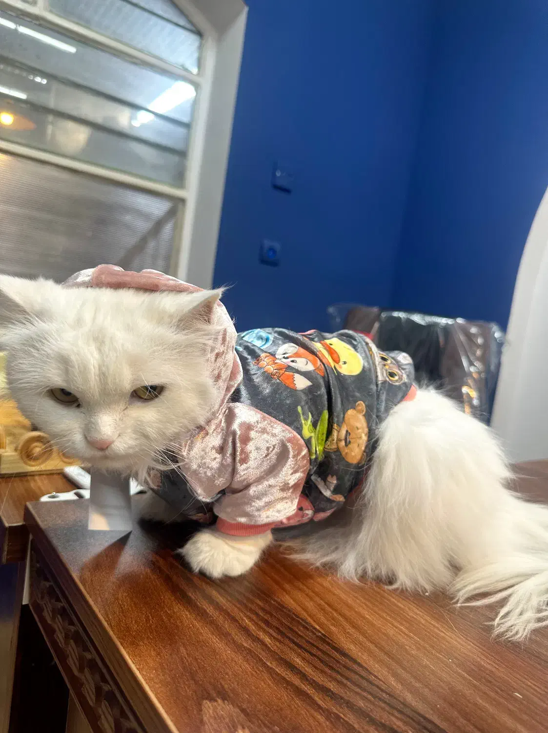 واگذاری گربه پرشین|گربه|دزفول, |دیوار