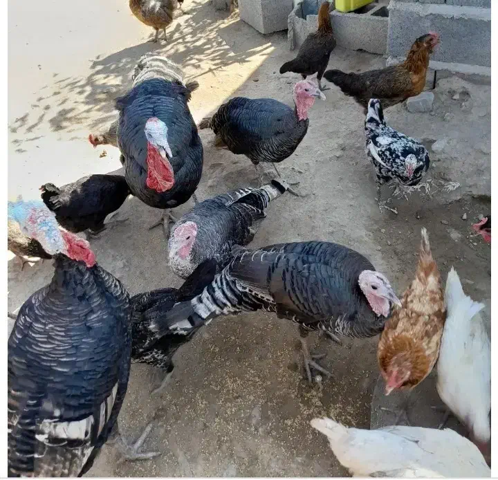 بقلمون محلی|حیوانات مزرعه|فسارود, |دیوار