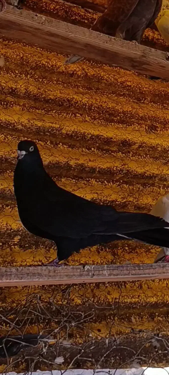 کبوترپرشی|پرنده|ساوه, |دیوار