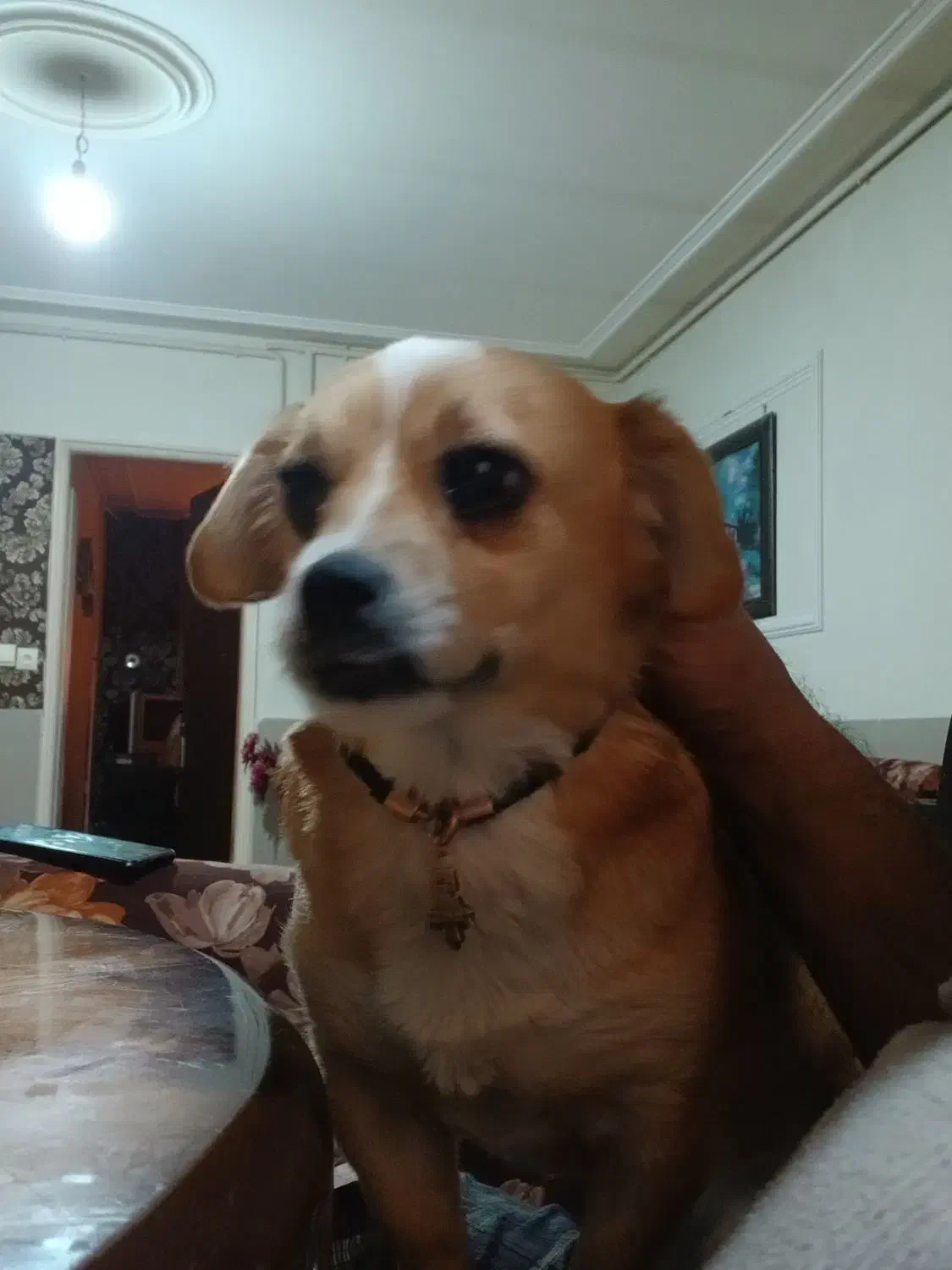 گمشده مژدگانی دریافت کنید|حیوانات|وحیدیه, |دیوار