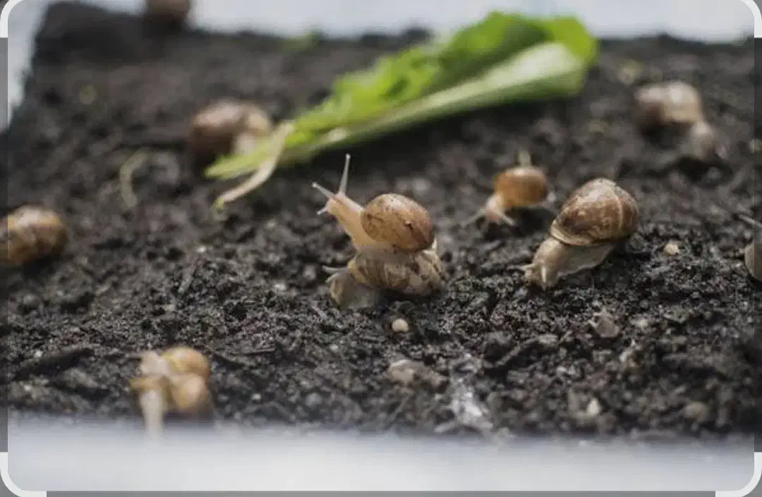 کود حلزون|گل و گیاه طبیعی|یزد, |دیوار