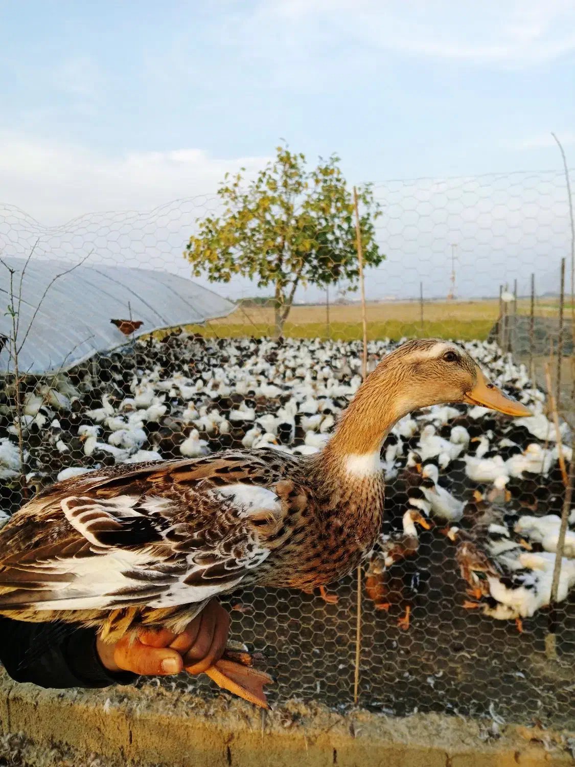 فروش اردک با تغذیه در شالیزار|حیوانات مزرعه|بهنمیر, |دیوار
