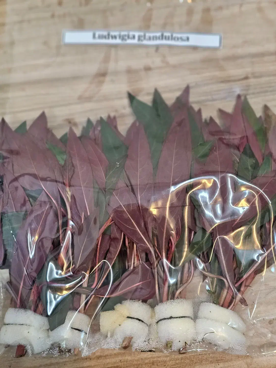 گیاه زینتی آکواریم|ماهی|بابل, |دیوار