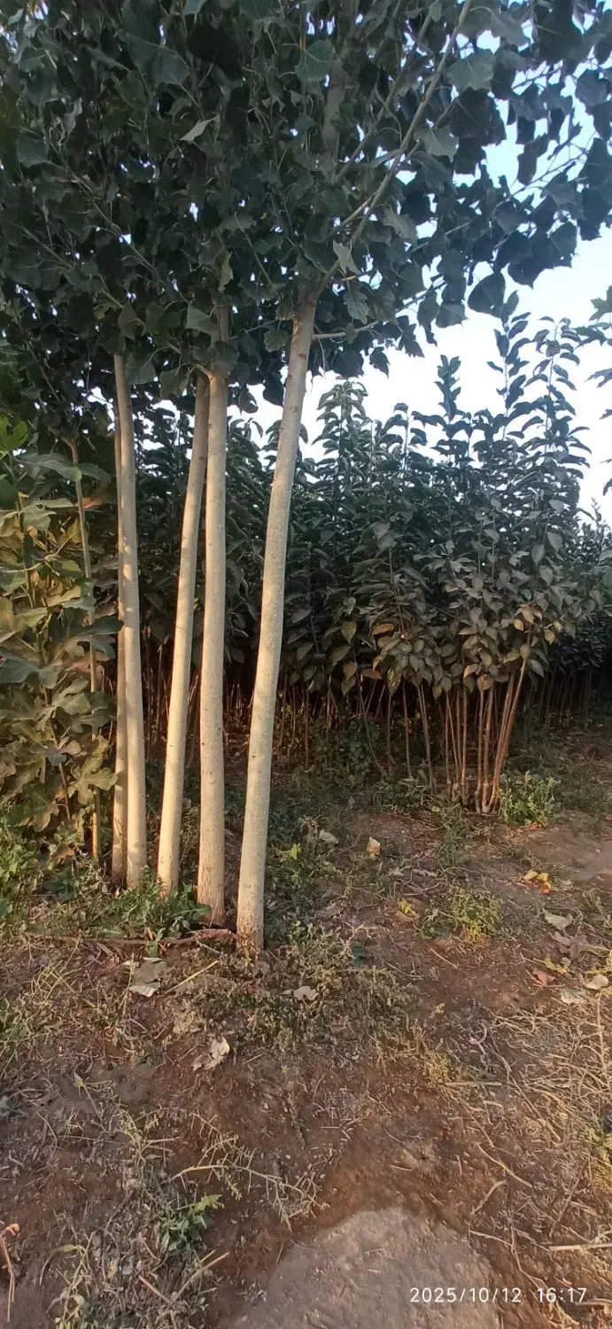 نهال و نهالستان تعاونی گوارشگ زیر قیمت بازار حراج|خدمات باغبانی و درختکاری|مشهد, توس فردوسی|دیوار