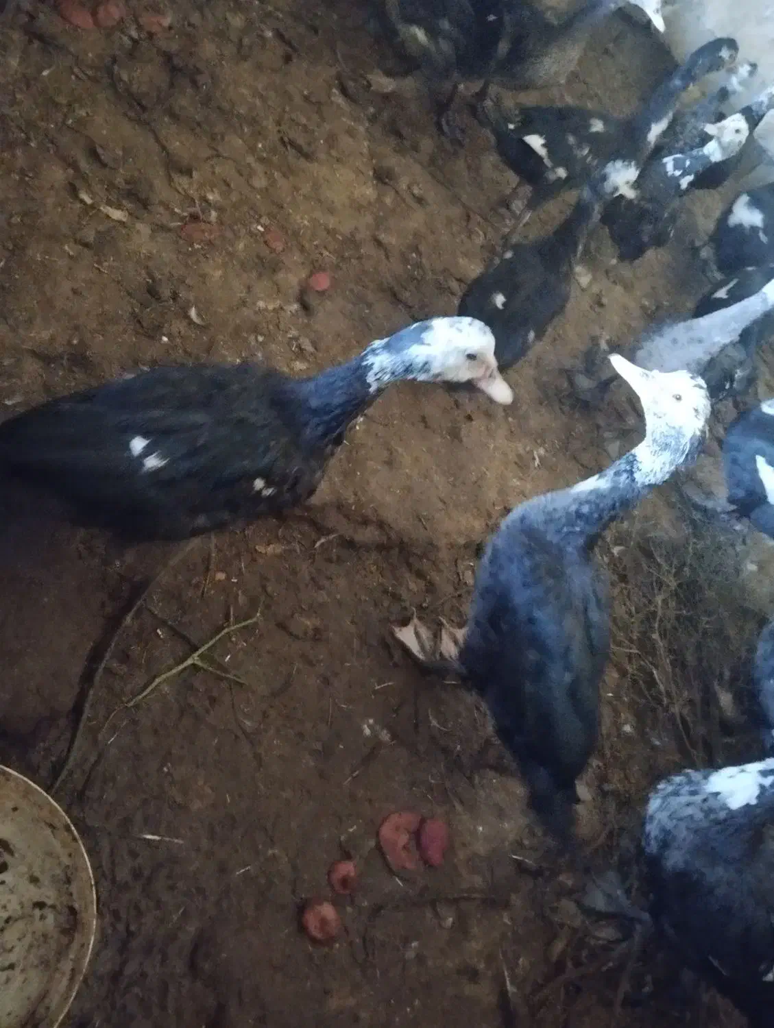 اردک اسرائیلی|حیوانات مزرعه|صحنه, |دیوار