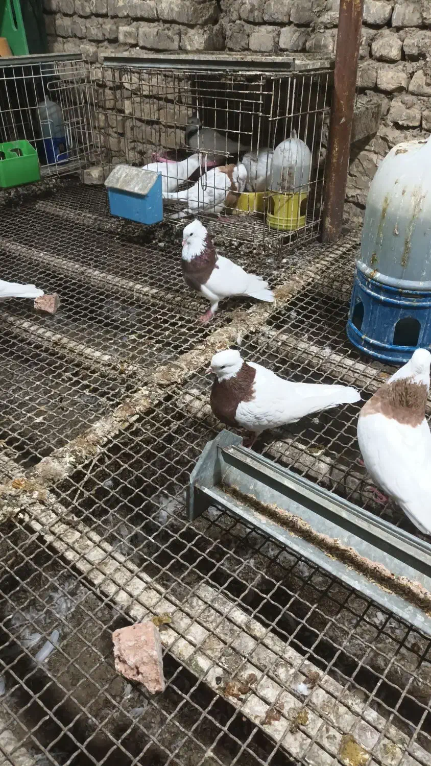 یک جفت طوق سرخ|پرنده|کرخه, |دیوار