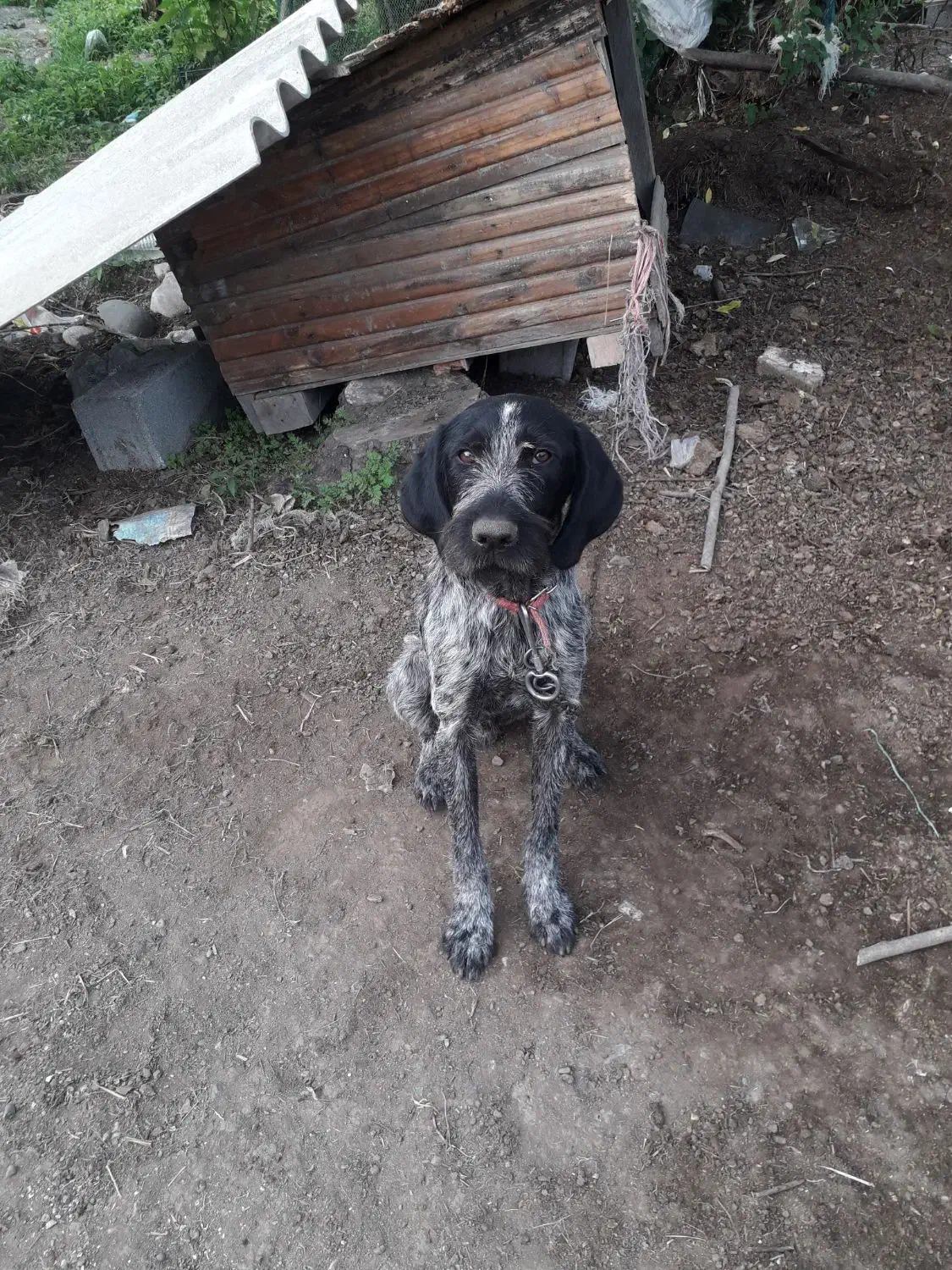 سگ شکاری|سگ|تالش, هشتپر|دیوار