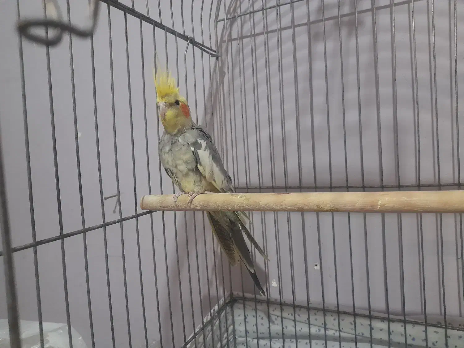 طوطی برزیلی مرغ عشق فنچ عروس هلندی قناری کبوتر|پرنده|محمدشهر, کوی بهار|دیوار