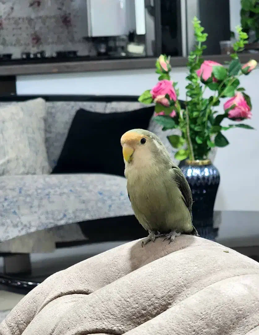 کوتوله برزیلی نر بازیگوش|پرنده|صدرا-فارس, فاز ۱|دیوار