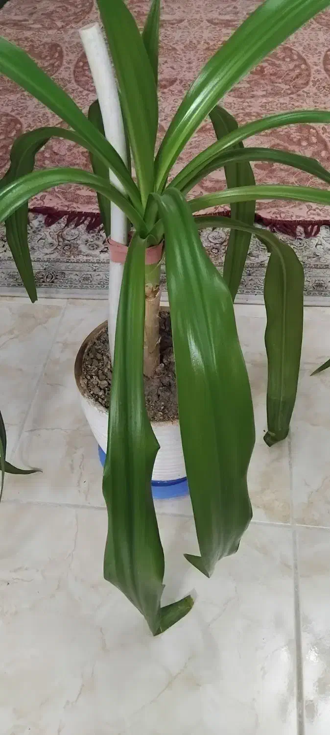 گل طبیعی|گل و گیاه طبیعی|اصفهان, خواجه عمید|دیوار