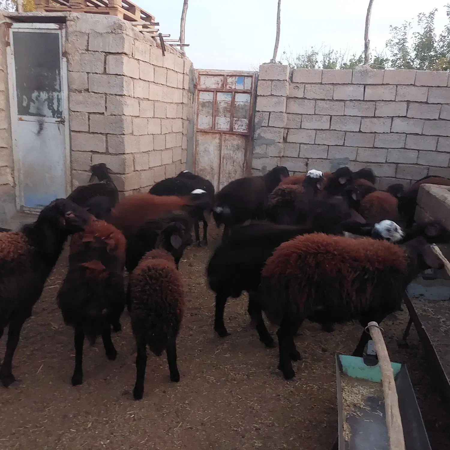 بره قزل افشار خالص|حیوانات مزرعه|مروست, |دیوار