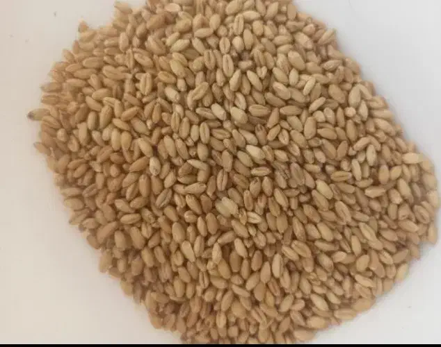 بذردرجه یک اعلاء ازمادری کوهدشت|خدمات باغبانی و درختکاری|گنبد کاووس, |دیوار